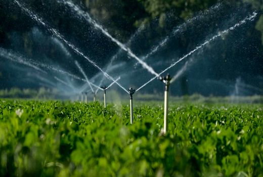 ۲۸ درصد از اراضی خراسان شمالی مستعد آبیاری نوین است