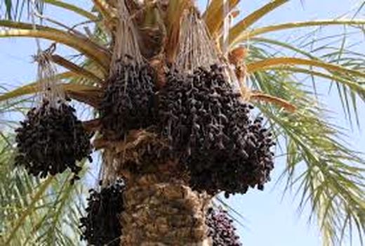 ارتقاء سطح توانمندی باغداران بهبهان