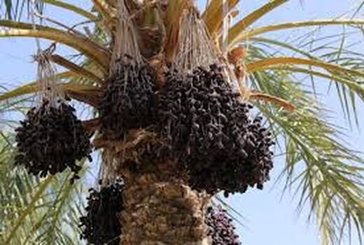 ارتقاء سطح توانمندی باغداران بهبهان