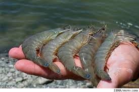 برداشت 6 هزار و 500 تن میگوی پرورشی از مزارع استان بوشهر