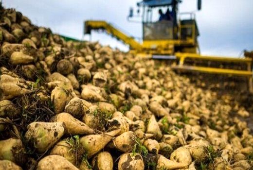 پیش بینی برداشت ۹۰ هزار تن چغندر قند در استان اصفهان