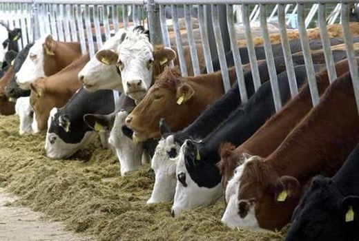 اجرای طرح هویت گذاری دام‌ به منظور پیشگیری از قاچاق در اصفهان