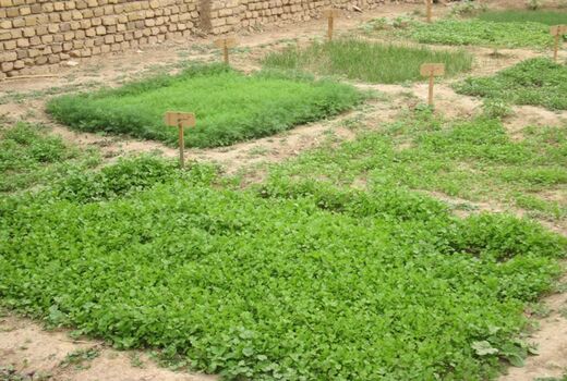 برگزاری کارگاه آموزشی باغچه های خانگی