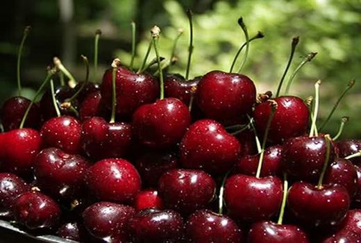 آغاز برداشت گیلاس از باغ‌های استان قزوین