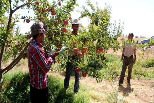 تشکل تخصصی نیاز ضروری باغداران سمیرمی