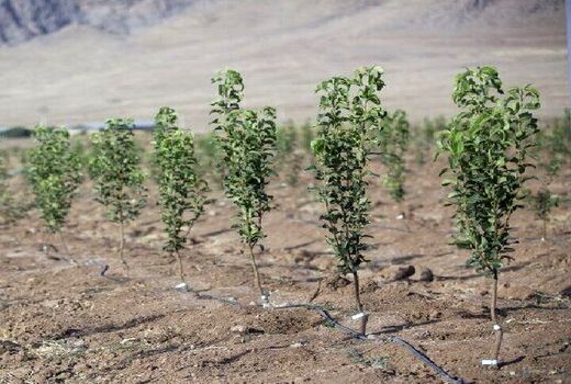 اجرای طرح زراعت چوب یکی از راه‌های برون‌رفت خوزستان از بیکاری