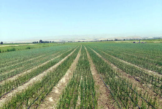 پیش‌بینی تولید 84 هزار تن پیاز در سال جاری در آذربایجان شرقی