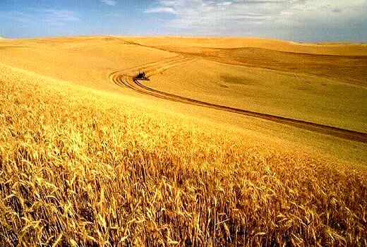 ۱۵ هزار هکتار از مزاع دیم چهارمحال‌وبختیاری مکانیزه می‌شود
