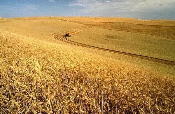 ۱۵ هزار هکتار از مزاع دیم چهارمحال‌وبختیاری مکانیزه می‌شود
