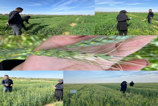  بررسی وضعیت طرح pvs گندم و جو در ماهشهر