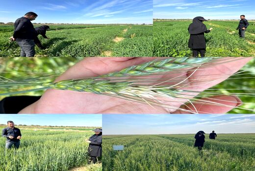  بررسی وضعیت طرح pvs گندم و جو در ماهشهر