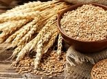 4 برنامه خودکفایی گندم که امسال اجرا می شود