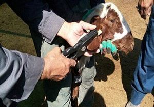 بررسی مسائل و مشکلات طرح هویت‌بخشی دام در شهرستان پردیس