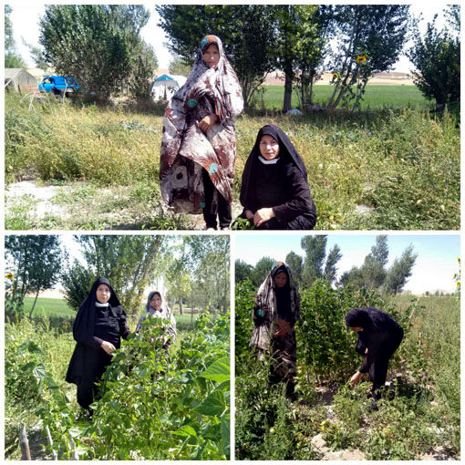 ایجاد سایت باغچه های خانگی در شهرستان  ورزقان