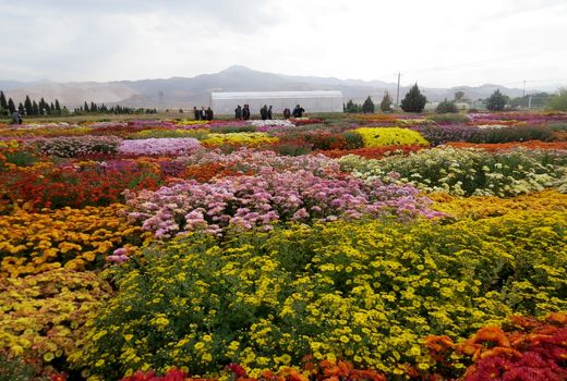 افتتاح نمایشگاه گل های داوودی در محلات