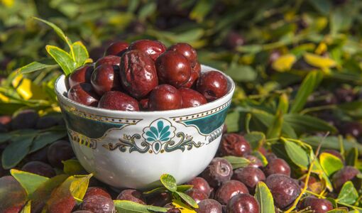 سرخی عناب میان خاک کویر