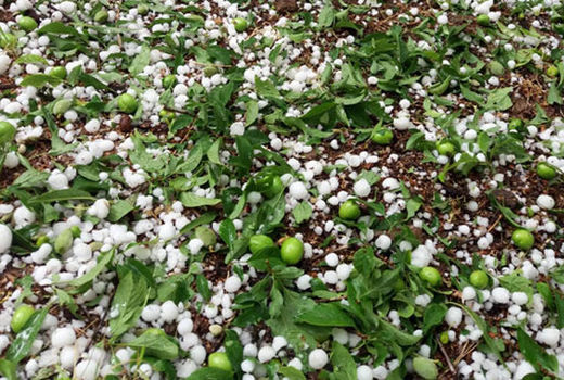 بیش از 39 میلیارد تومان خسارت تگرگ به باغات ملایر