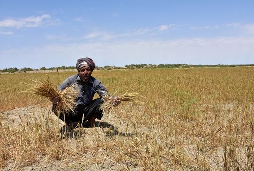پرداخت91 میلیارد ریال خسارت خشکسالی به گندمکاران سیستان