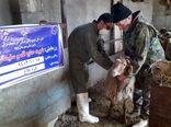ارائه 170 هزار خدمت رایگان در اردوهای جهادی دامپزشکی آذربایجان شرقی