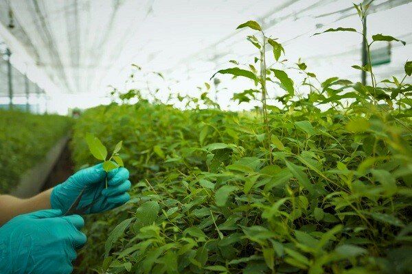 رونق باغات استان بوشهر با توزیع نهال یارانهای