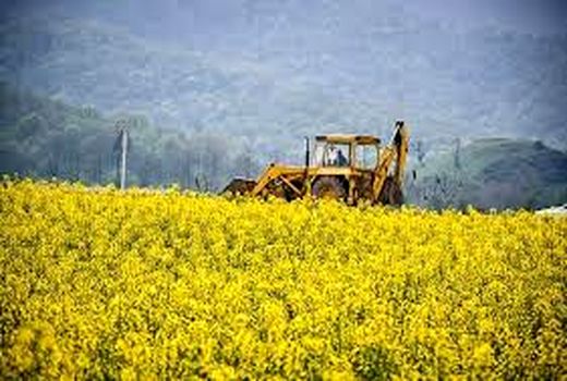 پیش‌بینی برداشت شش هزار تُن کلزا در خراسان شمالی 