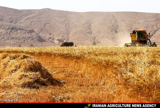 گندمکاران در انتظار اعلام قیمت خرید تضمینی