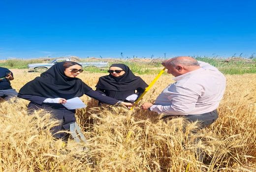 بررسی عملکرد هفت رقم گندم در شهرستان کارون