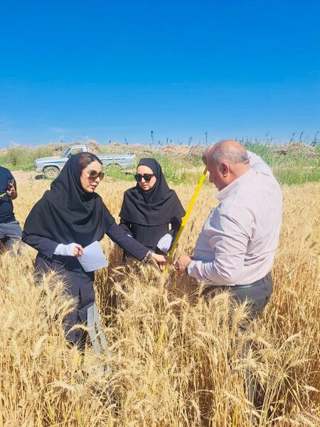 بررسی عملکرد هفت رقم گندم در شهرستان کارون