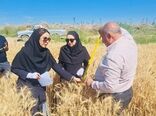 بررسی عملکرد هفت رقم گندم در شهرستان کارون