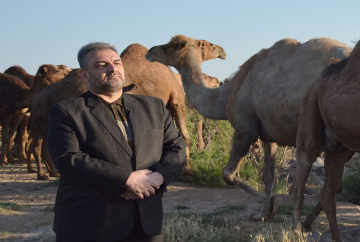 پرداخت تسهیلات برای پرورش شتر دوکوهانه در آذربایجان شرقی