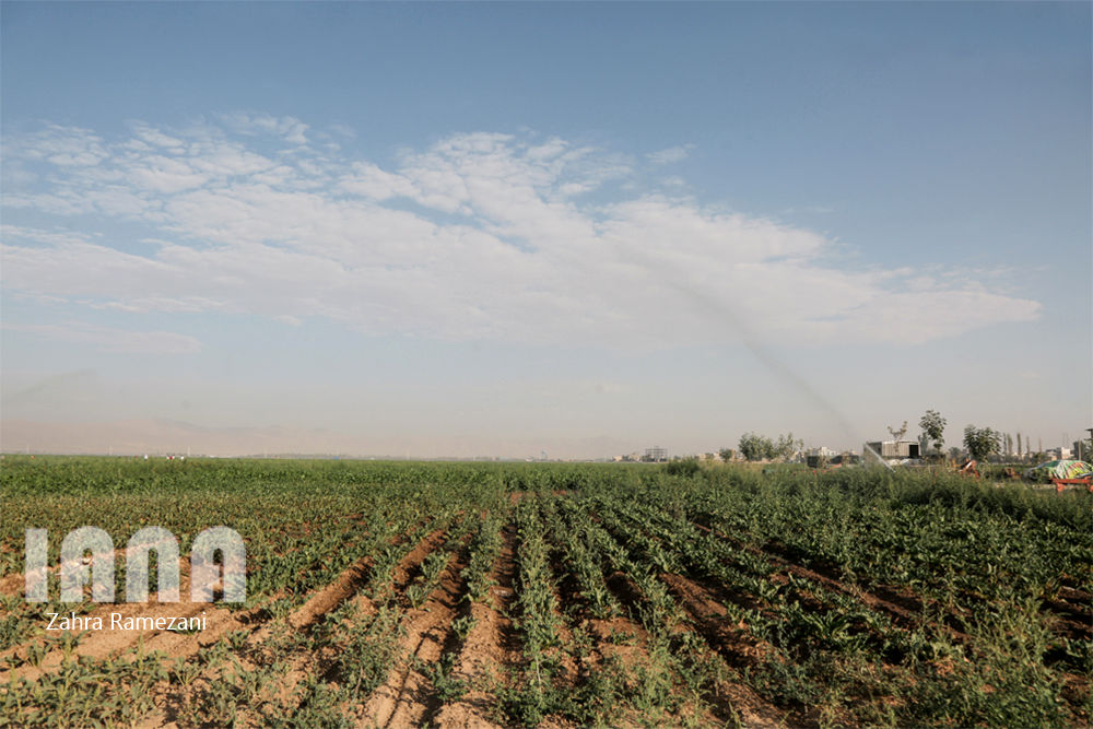 پروژه زمینهای زراعی اوقاف