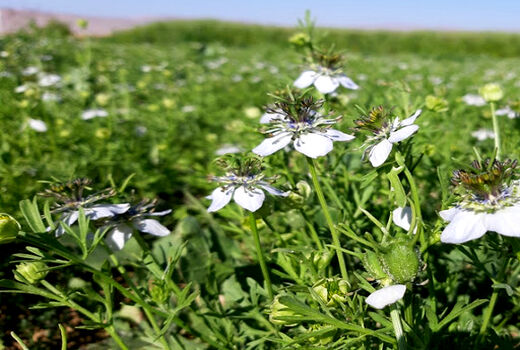 آغاز برداشت سیاه دانه در کازرون