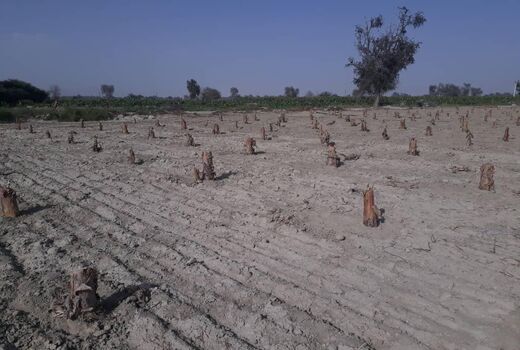 2500 هکتار باغات سیل زده موز در سیستان و بلوچستان احیا شد
