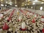 خسارت  30 میلیاد تومانی بر تولیدکنندگان دام و طیور 