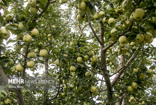 چهار هزار و ۳۰۰ هکتار از باغات دیم به آبی تبدیل می شوند.
