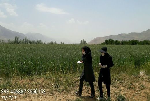 برداشت 5 هزار تن  تریتیکاله قصیل از مزارع شهرستان اردل