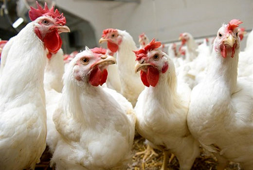 خط‌ونشان آنفولانزای پرندگان برای بازار تخم‌مرغ