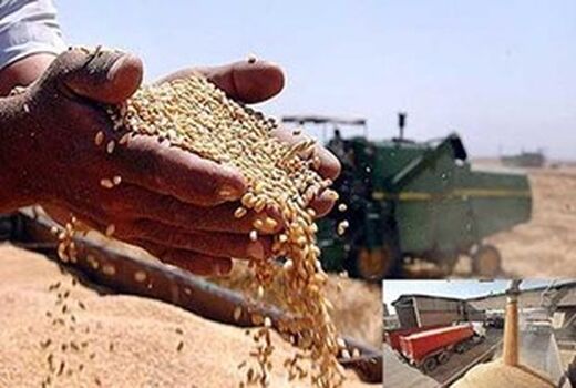 ۲۵ هزار تن گندم در البرز خریداری شد