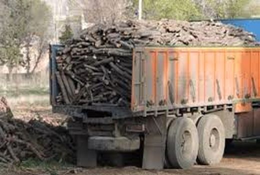 قطع غیرمجاز ۹۶۱ اصله درخت در چهارمحال و بختیاری