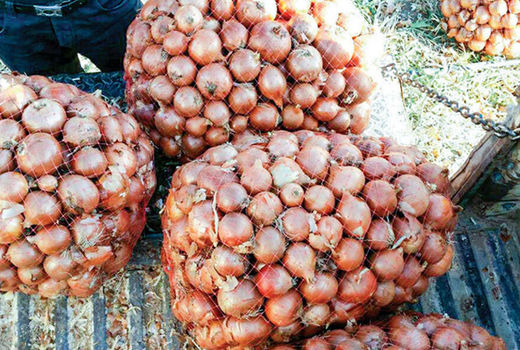 برداشت پیاز از اراضی کشاورزی شهرستان بندرلنگه آغاز شد