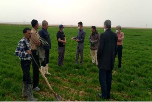 مبارزه با سن غلات در شهرستان اسفراین آغاز شد