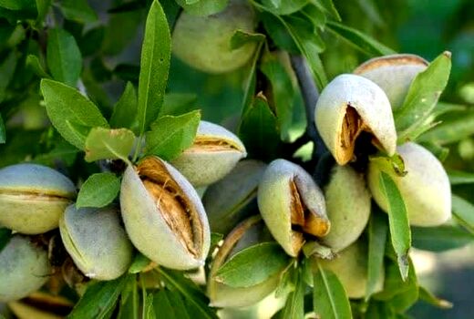 ارزش افزوده ۵ هزار میلیاردی بادام در استان چهارمحال و بختیاری