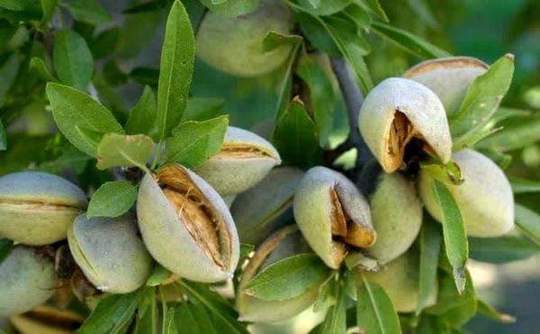 ارزش افزوده ۵ هزار میلیاردی بادام در استان چهارمحال و بختیاری