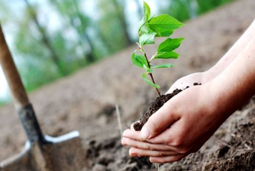 اختصاص ۲۴۰ میلیارد تومان در قالب ردیف بودجه مستقل به طرح کاشت یک میلیارد درخت