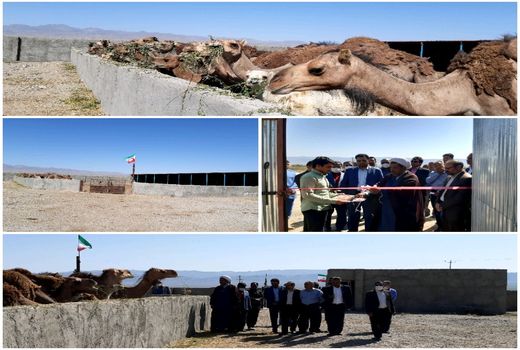 بهره برداری از یک واحد پرواربندی شتر شهرستان نهبندان 