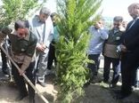 افلاطونی: پویش سرو ایران نماد ایستادگی و رویش دوباره ملت است