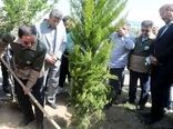 افلاطونی: پویش سرو ایران نماد ایستادگی و رویش دوباره ملت است