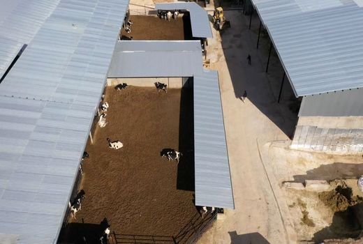 8 مجتمع دامداری در شهرستان شهرکرد فعال است 