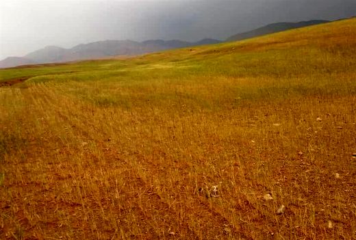 خسارت خشکسالی به ۱۴۰ هزار هکتار محصول گندم بوشهر 