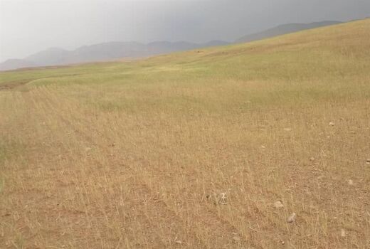خسارت خشکسالی به ۱۴۰ هزار هکتار محصول گندم بوشهر 